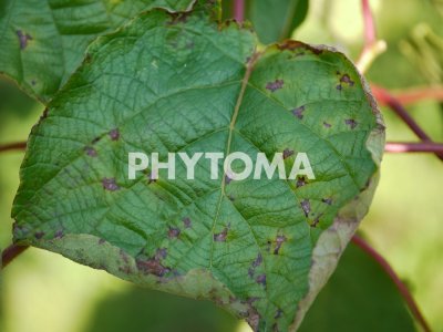 Meloidogyne hapla
